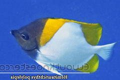 Hemitaurichthys polylepis