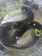 Amphiuma tridactylum
