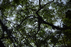 Enterolobium contortisiliquum