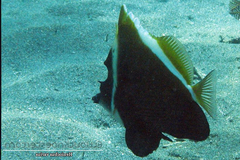 Heniochus varius