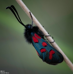 Zygaena oxytropis