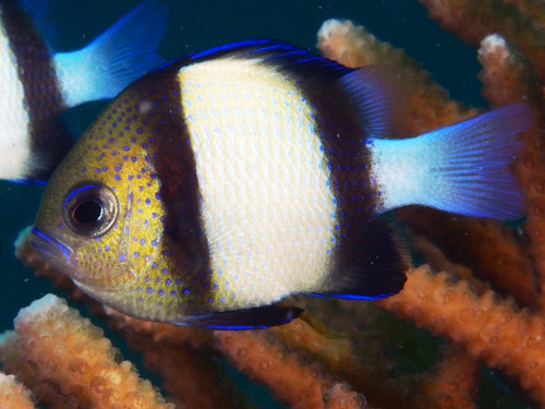 Indian Dascyllus