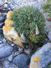Chenolea diffusa