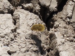 Bombyliini