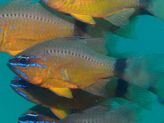 Ostorhinchus fleurieu