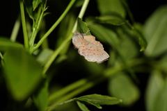 Phyllodesma kermesifolia