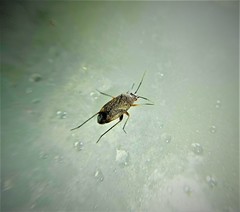 Lepidargyrus ancorifer