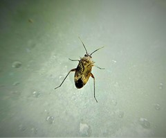 Lepidargyrus ancorifer