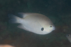 Pomacentrus alexanderae