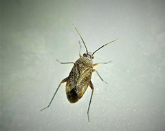 Lepidargyrus ancorifer