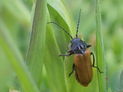 Cantharis palliata