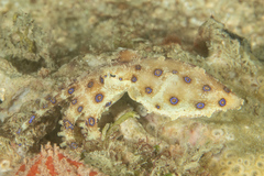 Hapalochlaena lunulata