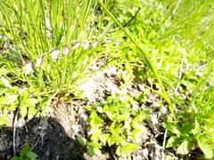 Melica nutans