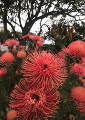 Leucospermum × hybridum