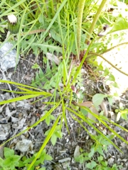 Melica nutans