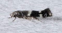 Elachista illectella