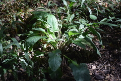 Angiospermae