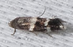 Elachista illectella