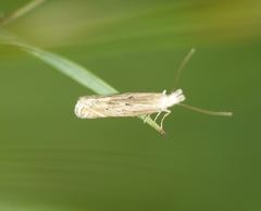 Isophrictis anthemidella