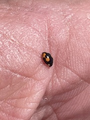 Hyperaspis connectens