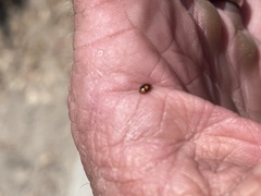 Hyperaspis connectens