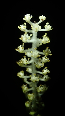 Saururus chinensis