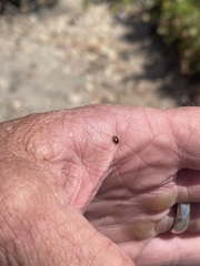 Hyperaspis connectens