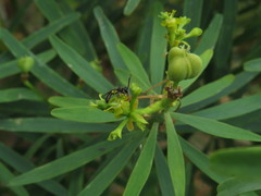 Lasioglossum loetum