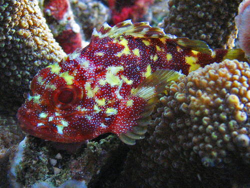 Yellowspotted Scorpionfish