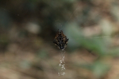 Verrucosa scapofracta