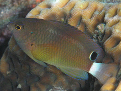 Pomacentrus bankanensis