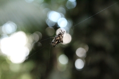 Verrucosa scapofracta