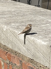 Passer domesticus
