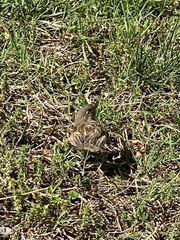 Passer domesticus