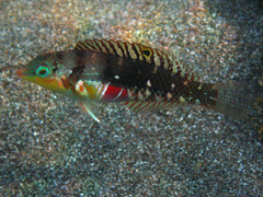 Halichoeres nebulosus