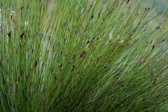 Hypodiscus alboaristatus