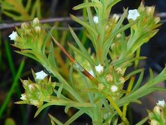 Thesium capitatum