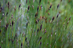 Hypodiscus alboaristatus