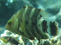 Cheilinus trilobatus