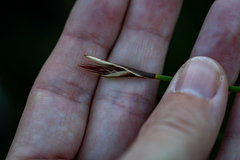 Hypodiscus alboaristatus