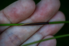 Hypodiscus alboaristatus