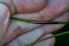 Hypodiscus alboaristatus