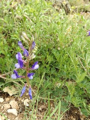 Vicia onobrychioides