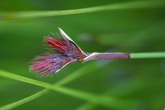 Hypodiscus alboaristatus