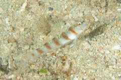 Amblyeleotris arcupinna