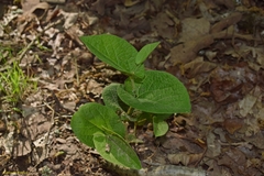 Aristolochia reticulata