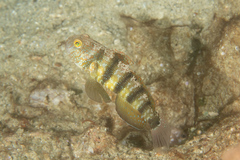 Amblygobius sphynx