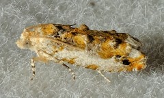 Proteoteras naracana