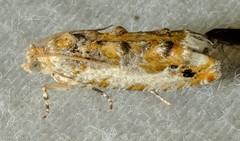 Proteoteras naracana