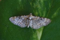 Eupithecia pulchellata